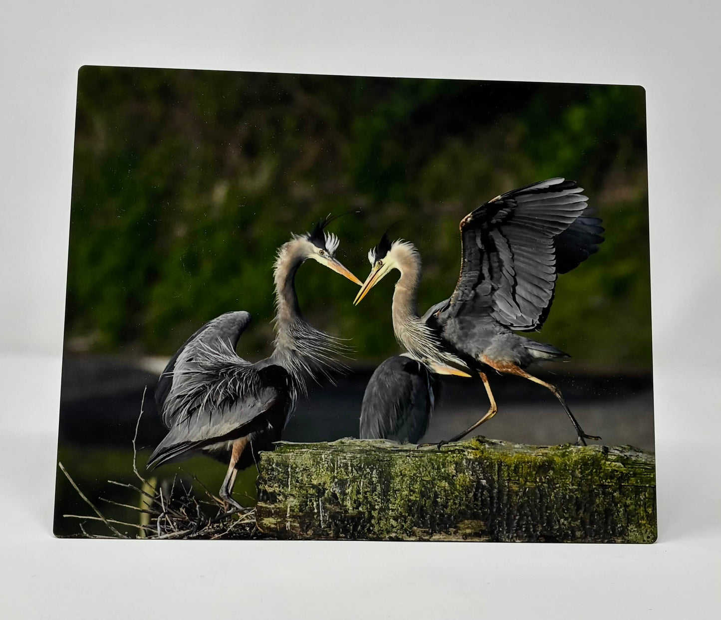 Metal Prints