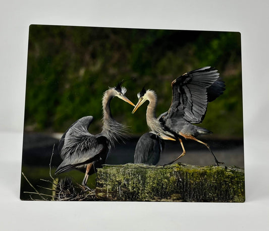 Metal Prints