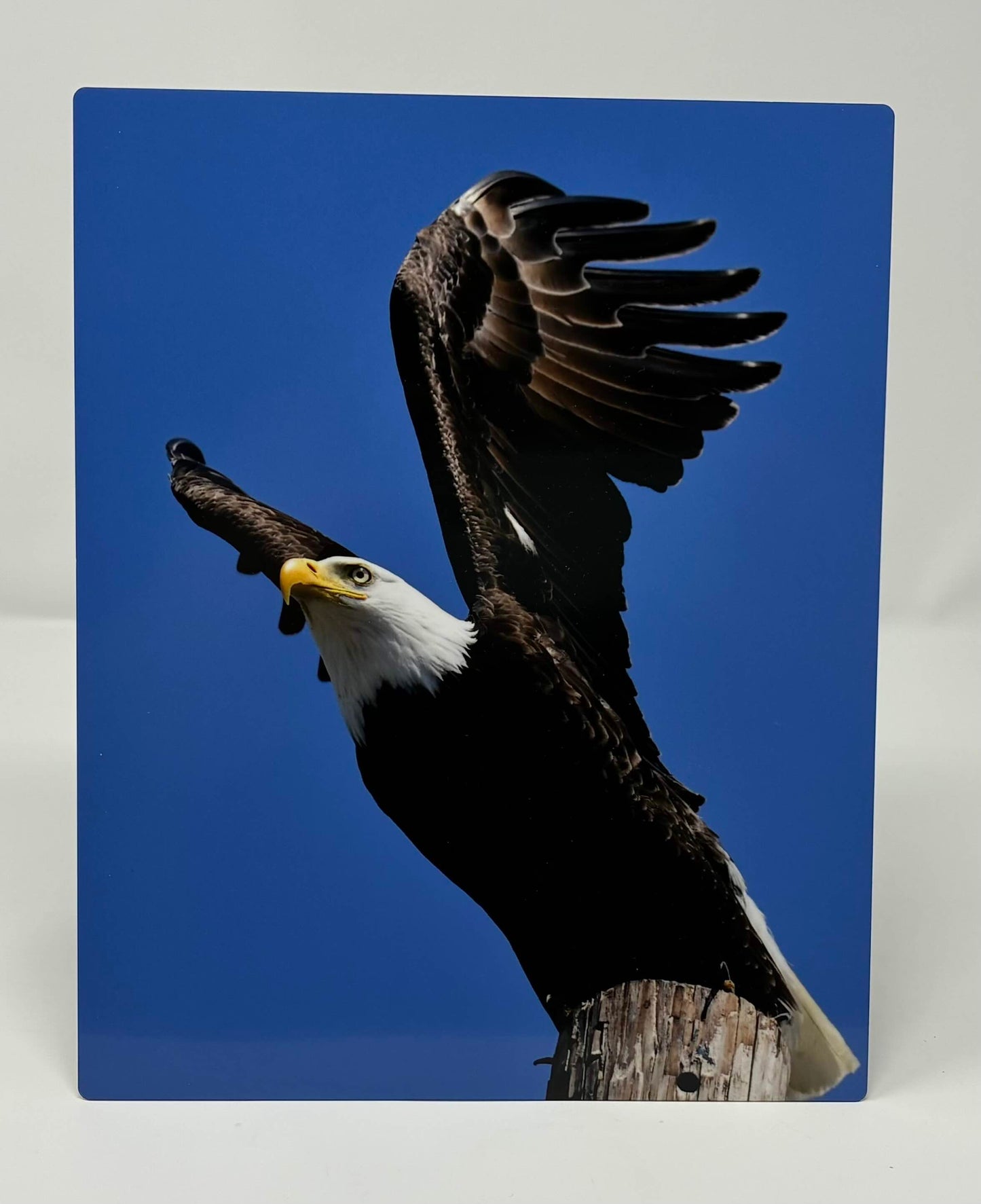Metal Prints