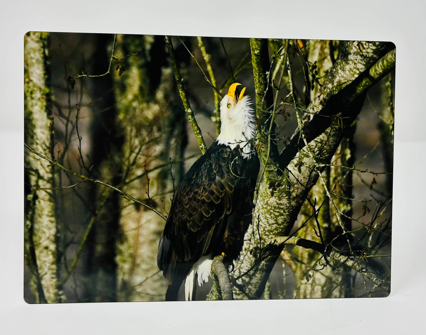 Metal Prints