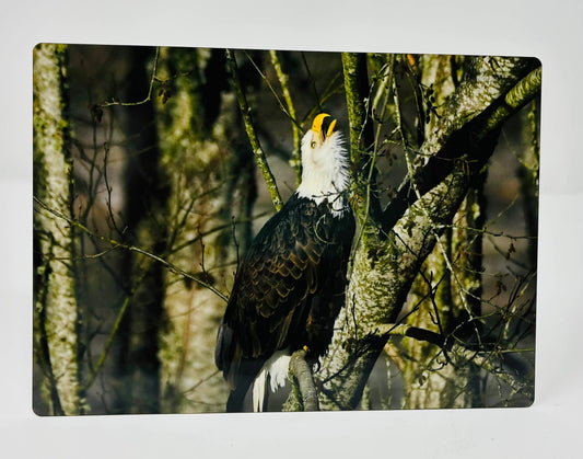 Metal Prints